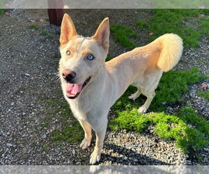 Siberian Husky-Unknown Mix Dogs for adoption in Santa Cruz, CA, USA