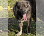 Small Photo #2 Caucasian Shepherd Dog Puppy For Sale in TWINING, MI, USA