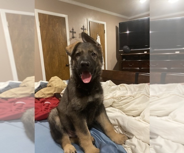 Medium Photo #1 German Shepherd Dog Puppy For Sale in TEMPLE, TX, USA