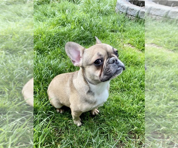 View Ad French Bulldog Litter of Puppies for Sale near