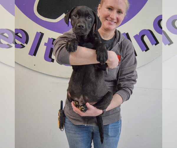 Medium Photo #2 American Staffordshire Terrier-Unknown Mix Puppy For Sale in Huntley, IL, USA