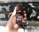 Small Photo #44 Shih Tzu Puppy For Sale in HAYWARD, CA, USA