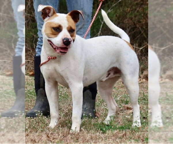 Medium Photo #2 American Staffordshire Terrier-Unknown Mix Puppy For Sale in Green Forest, AR, USA
