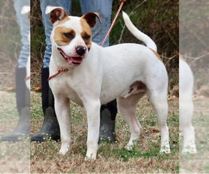 Tug - Male American Staffordshire Terrier-Unknown Mix Dog for Adoption - Photo #2