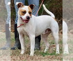 Small #1 American Staffordshire Terrier Mix