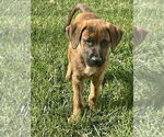 Small #4 Mountain Cur Mix