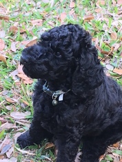 Poodle (Standard) Puppy for sale in FORT MYERS, FL, USA