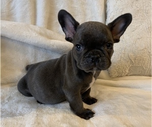 French Bulldog Puppy for sale in JOHNS ISLAND, SC, USA