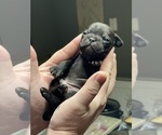 Small Photo #12 Frenchie Pug Puppy For Sale in FAIRMONT, WV, USA