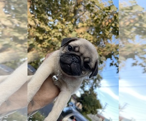 Pug Puppy for sale in BELL, CA, USA