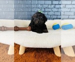 Small #2 YorkiePoo