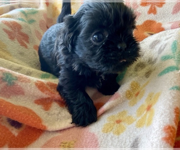 Medium Photo #1 Shih Tzu Puppy For Sale in DUFF, TN, USA