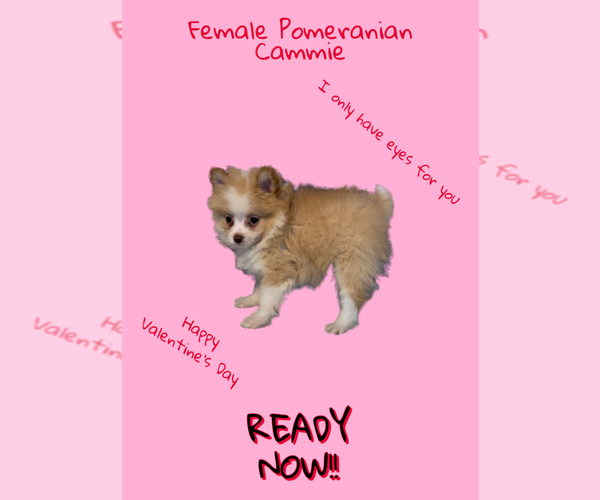 Medium Photo #1 Pomeranian Puppy For Sale in AZLE, TX, USA