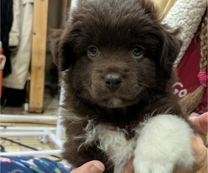 North American Shepherd Puppy for sale in JEFFERSON CITY, MO, USA