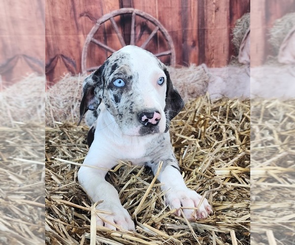 Medium Photo #13 Catahoula Leopard Dog Puppy For Sale in CUMBY, TX, USA