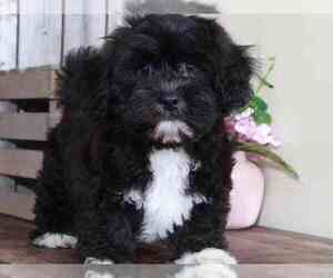 Zuchon Puppy for sale in MOUNT VERNON, OH, USA