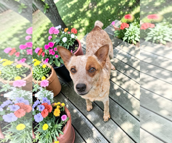 Medium Photo #1 - Mix Puppy For Sale in McKinney, TX, USA