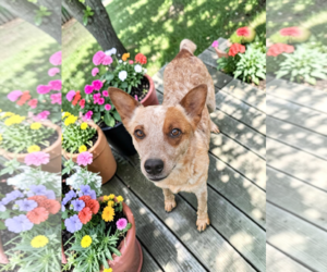 - Mix Dogs for adoption in McKinney, TX, USA