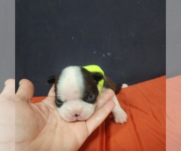 Medium Photo #13 Boston Terrier Puppy For Sale in AFTON, WY, USA