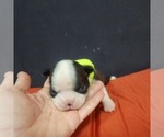 Small Photo #13 Boston Terrier Puppy For Sale in AFTON, WY, USA