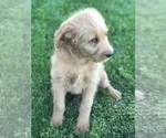 Small Photo #3 Labradoodle Puppy For Sale in BOWLING GREEN, KY, USA
