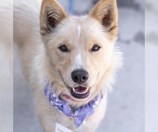 Medium Photo #18 Siberian Husky-Unknown Mix Puppy For Sale in San Diego, CA, USA