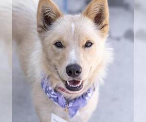 Marshmallow - Female Siberian Husky-Unknown Mix Dog for Adoption - Photo #18