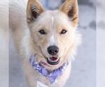 Small Photo #18 Siberian Husky-Unknown Mix Puppy For Sale in San Diego, CA, USA