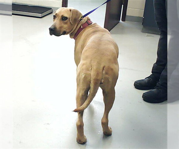 Medium Photo #1 Black Mouth Cur Puppy For Sale in Fayetteville, NC, USA