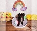 Small Photo #8 Maltese-Poodle (Toy) Mix Puppy For Sale in INDEPENDENCE, MO, USA