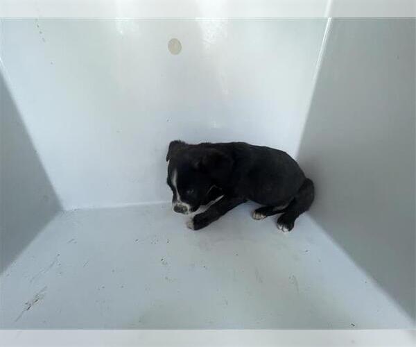 Medium Photo #1 Mutt Puppy For Sale in Houston, TX, USA