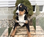 Small Photo #2 Bernese Mountain Dog Puppy For Sale in GOSHEN, IN, USA
