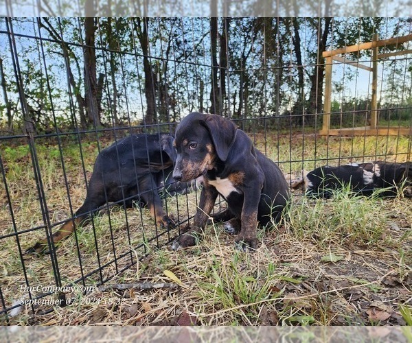 Medium Photo #7 Catahoula Leopard Dog Puppy For Sale in CUMBY, TX, USA