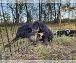 Small #6 Catahoula Leopard Dog