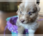 Small Photo #10 Australian Shepherd Puppy For Sale in YADKINVILLE, NC, USA