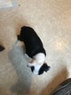 Small Photo #14 Boston Terrier Puppy For Sale in COLUMBIAVILLE, MI, USA