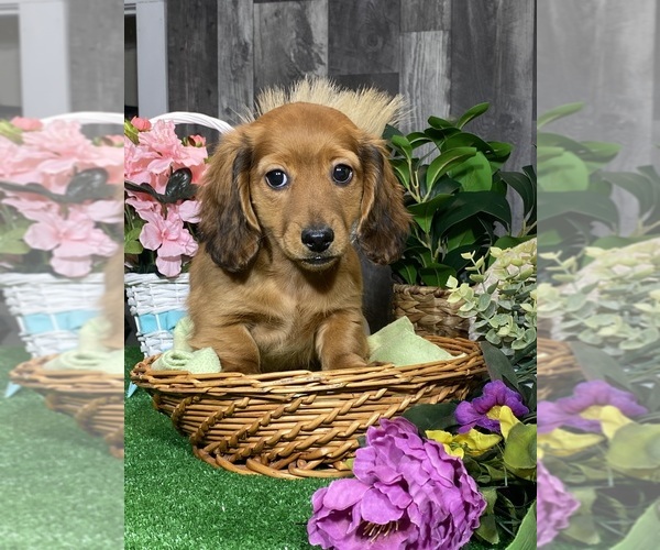 Medium Photo #1 Dachshund Puppy For Sale in CANOGA, NY, USA