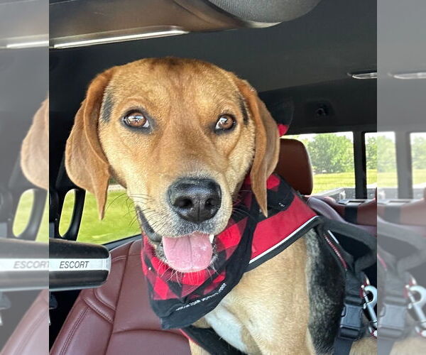 Medium Photo #2 Beagle-Unknown Mix Puppy For Sale in Claremore, OK, USA