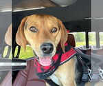 Small #1 Beagle Mix
