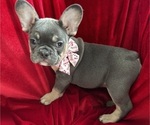 Puppy Lola French Bulldog