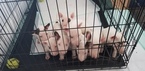 Small Photo #45 Bull Terrier Puppy For Sale in JACKSON, MI, USA