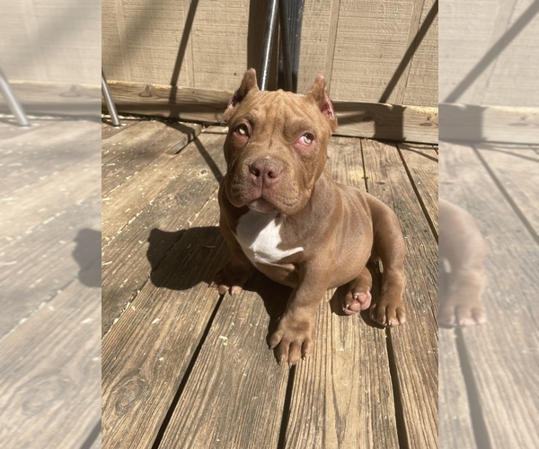 Medium Photo #1 American Bully Puppy For Sale in RANDLEMAN, NC, USA