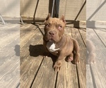 Small Photo #1 American Bully Puppy For Sale in RANDLEMAN, NC, USA