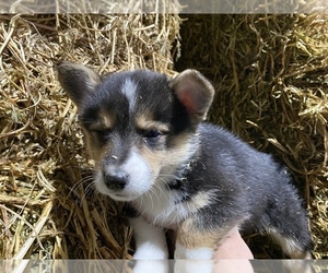 Pembroke Welsh Corgi Puppy for sale in SULLIVAN, IL, USA