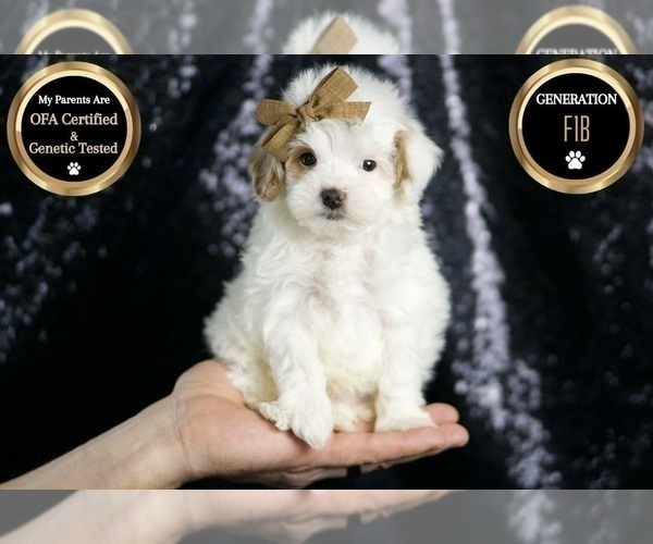 Medium Photo #39 Maltipoo Puppy For Sale in WARSAW, IN, USA