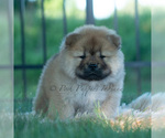 Small #5 Chow Chow