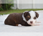 Small #1 Miniature Australian Shepherd