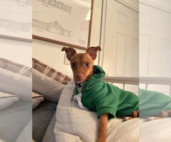 Medium Photo #1 Chihuahua Puppy For Sale in Salt Lake City, UT, USA