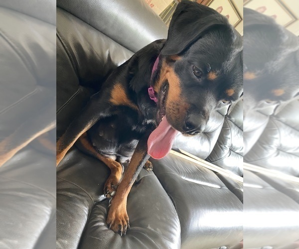 Medium Photo #1 Rottweiler Puppy For Sale in EAST CANTON, OH, USA