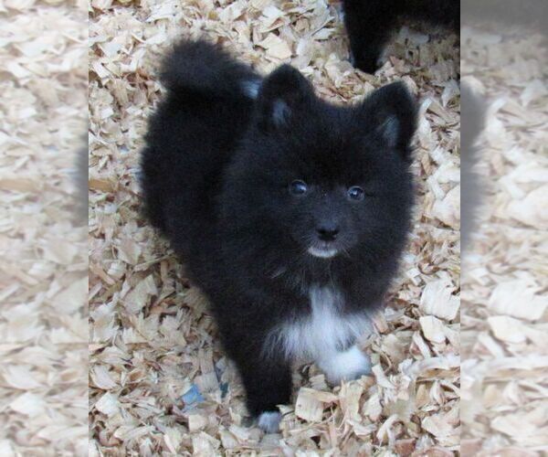 Medium Photo #5 Huskimo Puppy For Sale in SEBRING, FL, USA